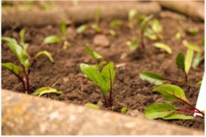 Photo of seedlings growing in the ground